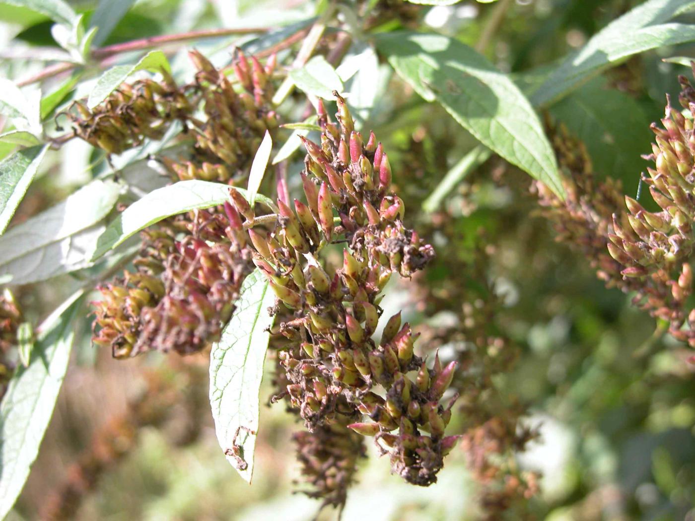 Buddleia fruit